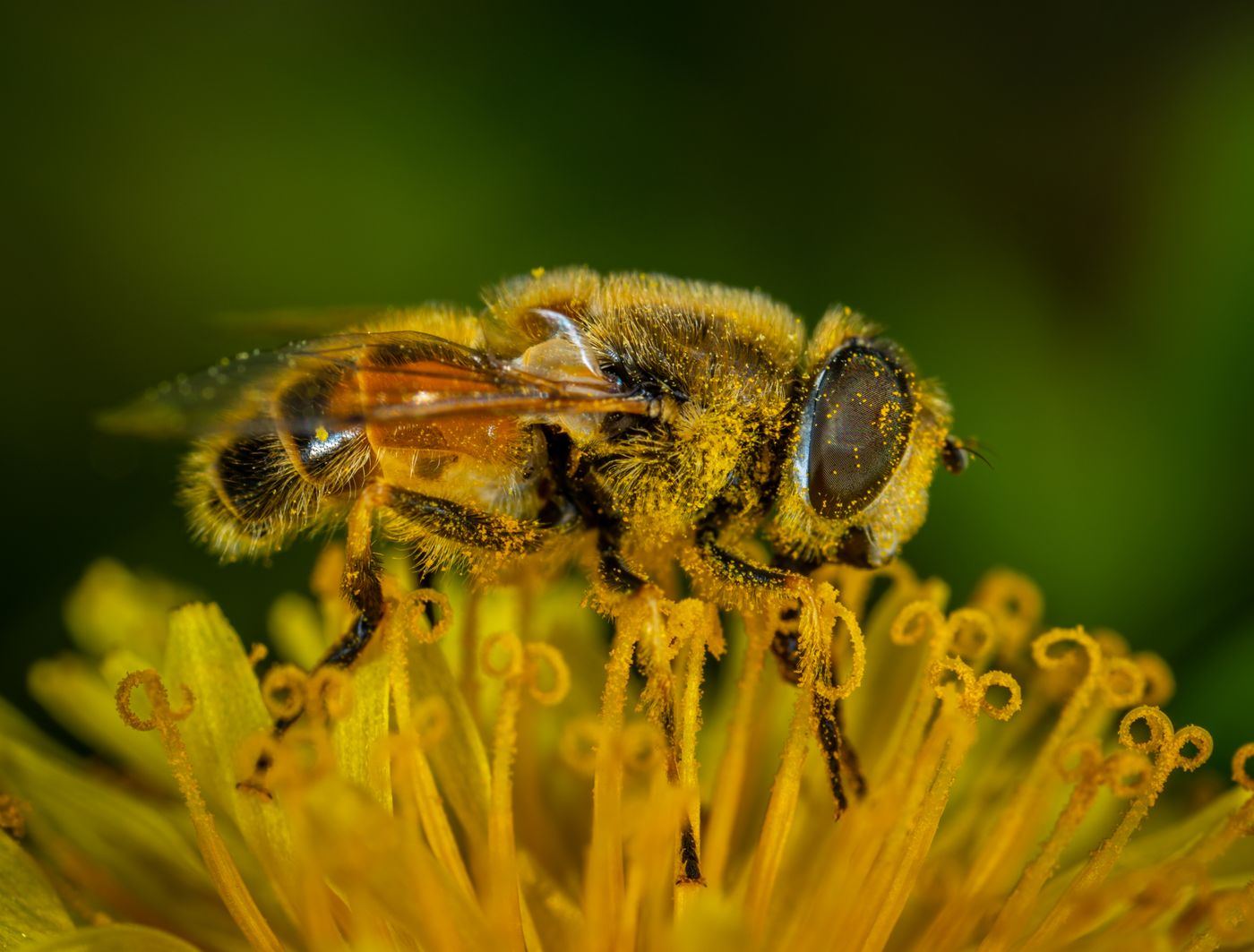 Abeille butinant une fleur