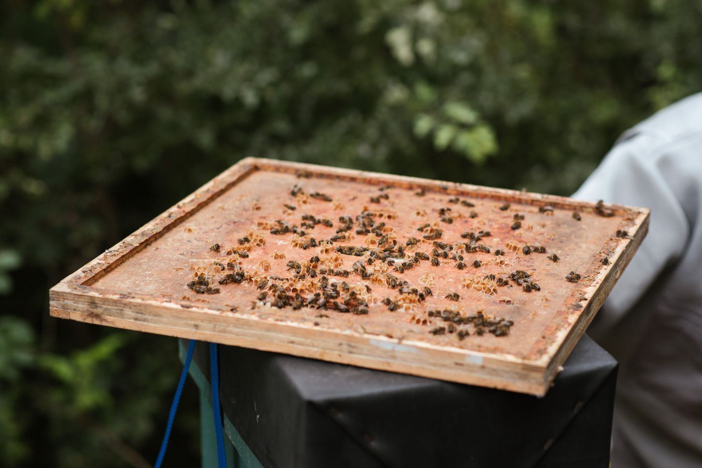 Abeilles sur un cadre de ruche en bois