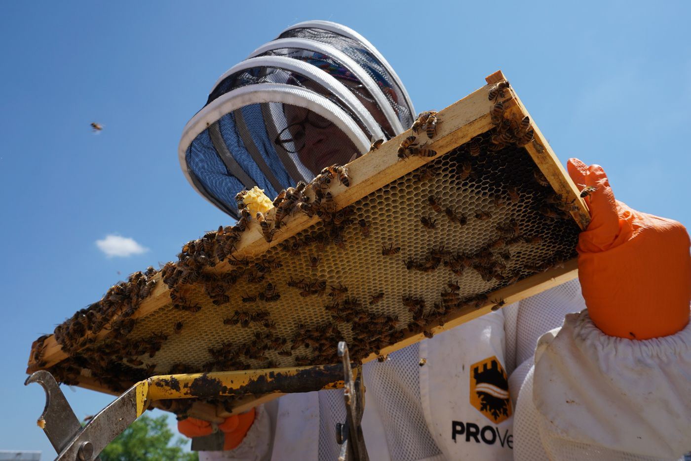 Apiculteur tenant un cadre de ruche couvert d'abeilles