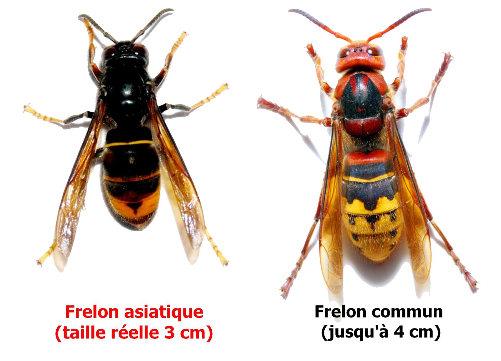 Comparatif frelon asiatique (Vespa velutina, thorax noir) et frelon européen (Vespa crabro, thorax brun-roux), avec tailles annotées