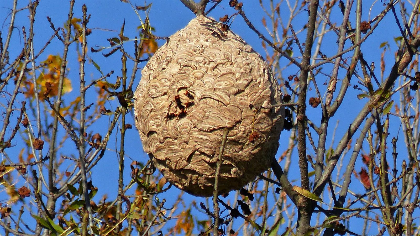 Nid secondaire de frelon asiatique dans un arbre en automne, branches nues