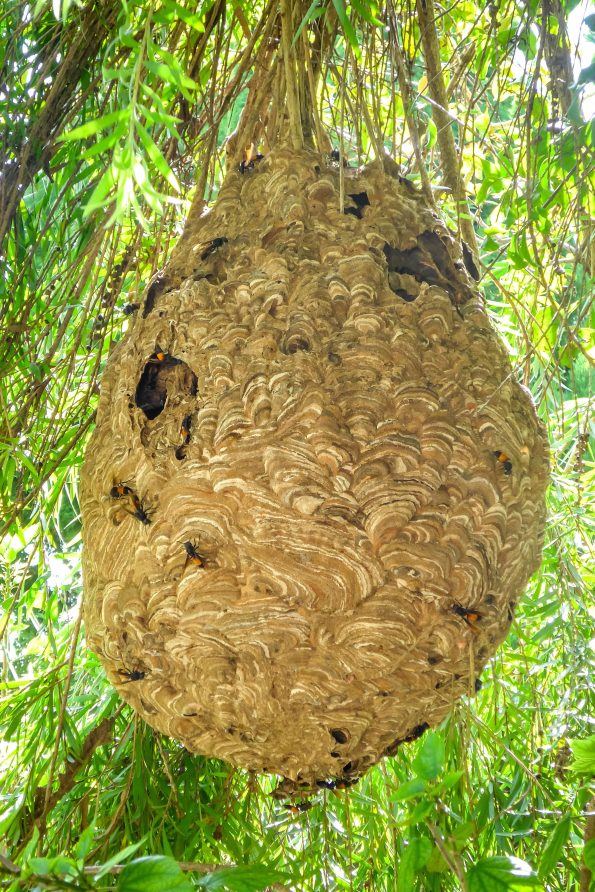 Gros nid gris de frelon asiatique en été dans le feuillage